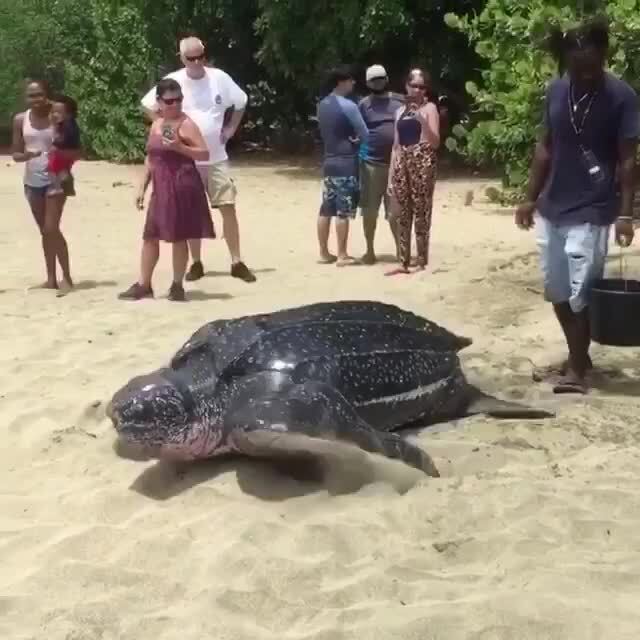 Самая большая черепаха на земле - кожаная морская черепаха , вес ...