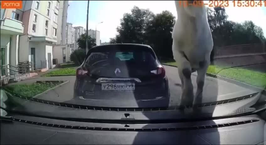 В районе Бутово машины лучше не парковать. Козы начали портить ...