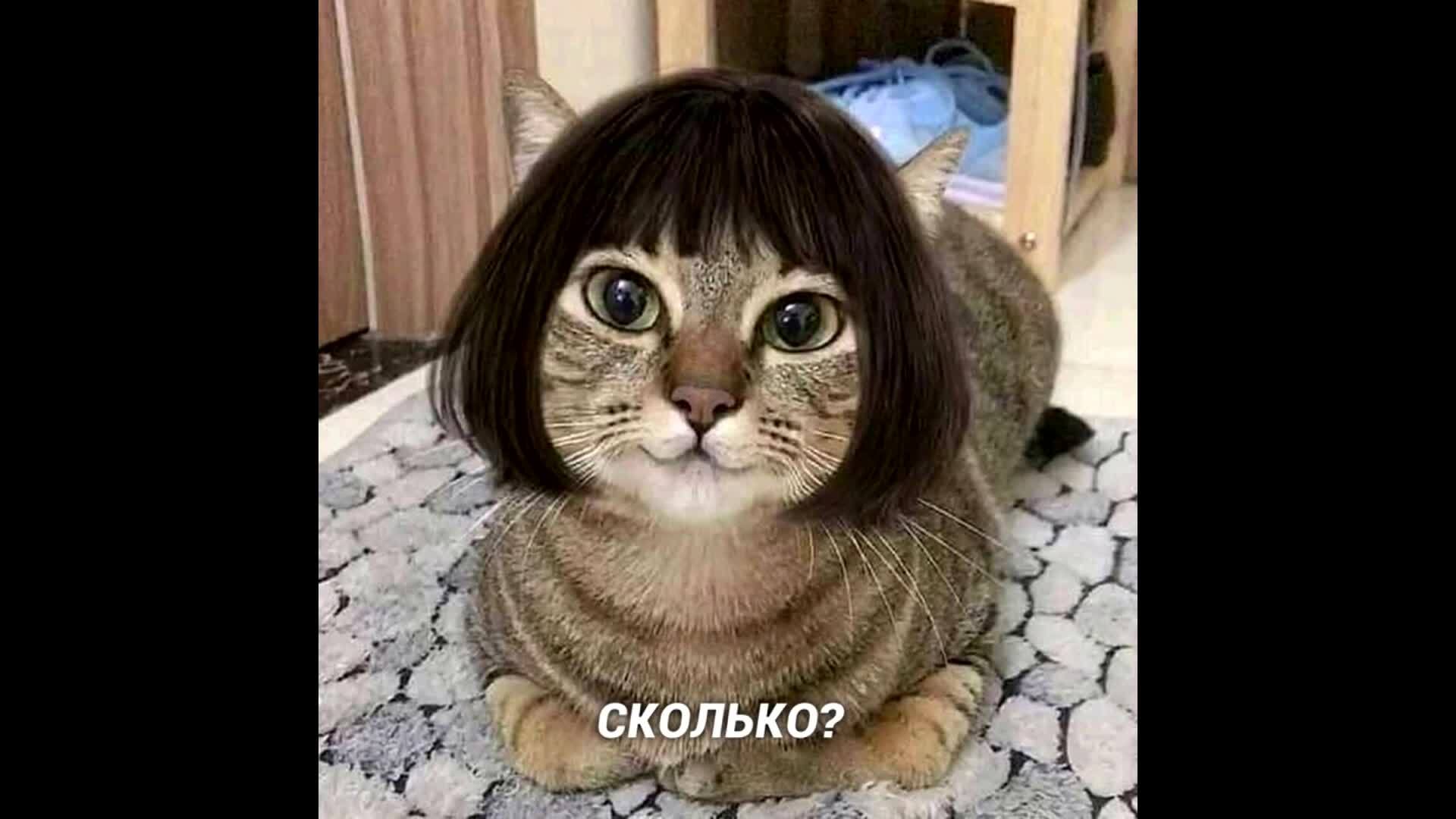 Животные с челкой