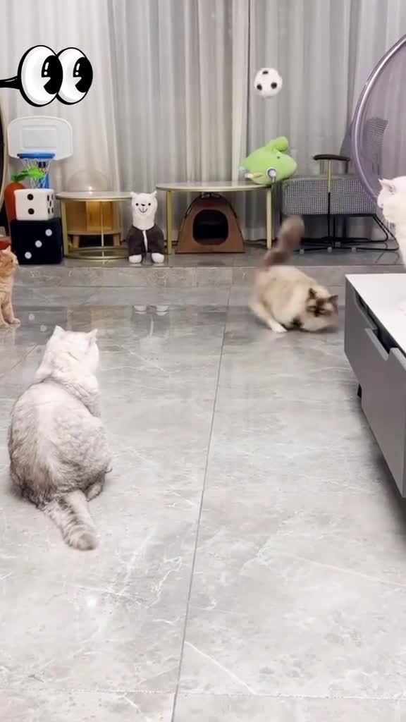 Кошачья игра