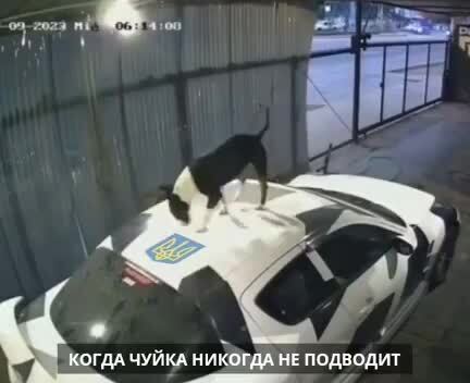 Это и есть пэс патрон? 🤔