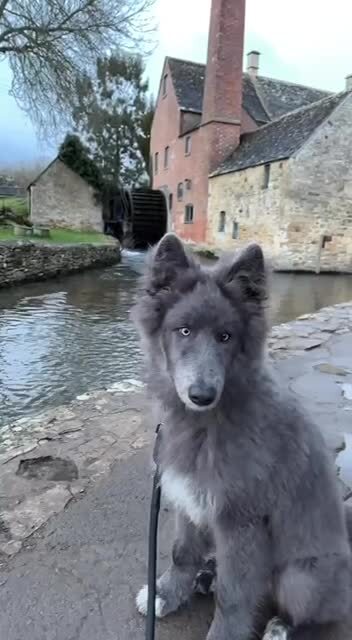 Толи я в волчонок, то ли медвежонок