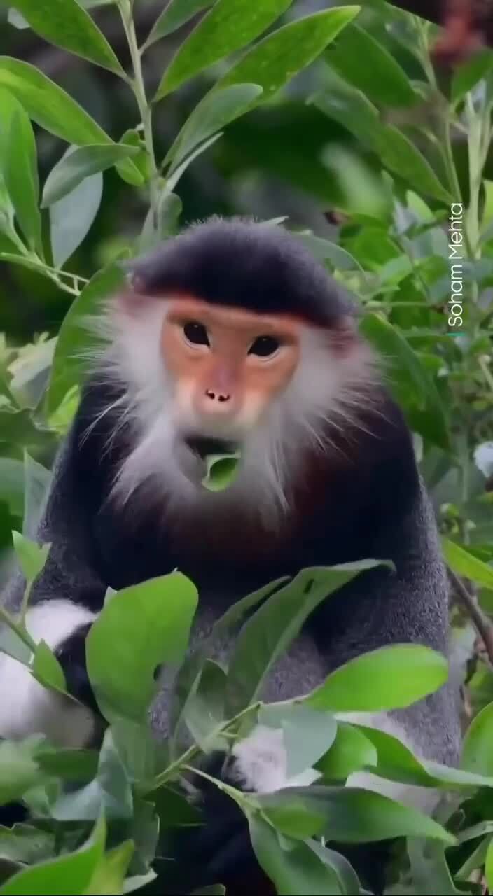 Немейский тонкотел — вид приматов из семейства мартышковых | Оксана, 16 ...