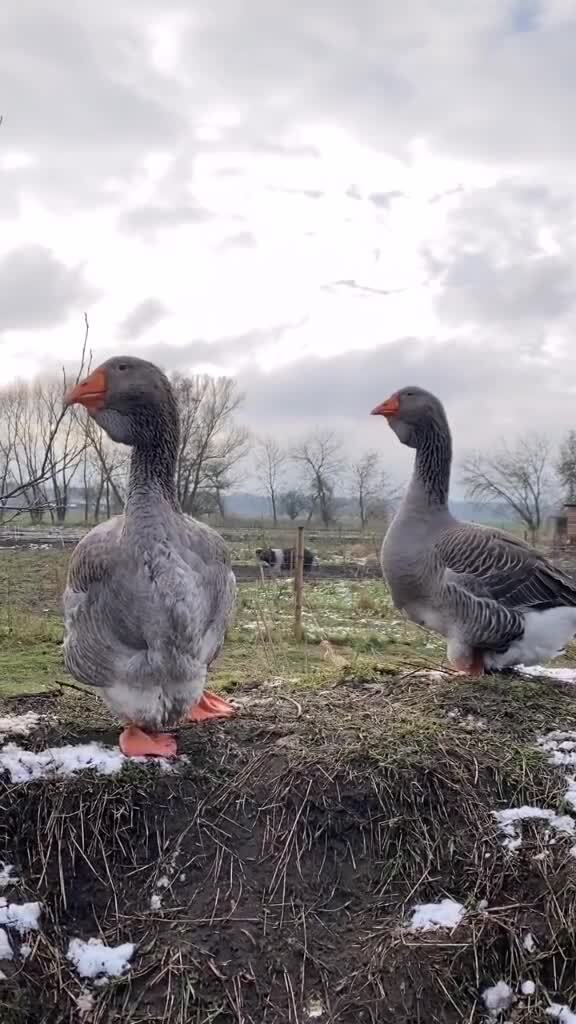 Гуси, гуси, вот какие вы...