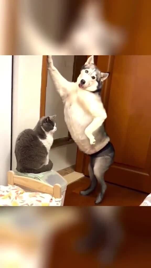 смешные картинки животных. животный смех. смешные животные. смешные животные картинки. тюлень смеется.