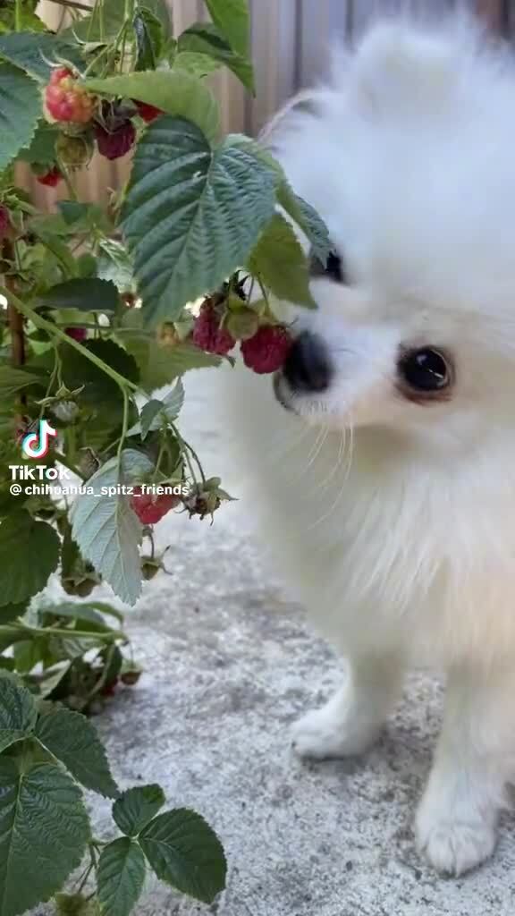 Милый пёсик ест малину🐶 | Рубан Екатерина Анатольевна, 05 февраля 2024