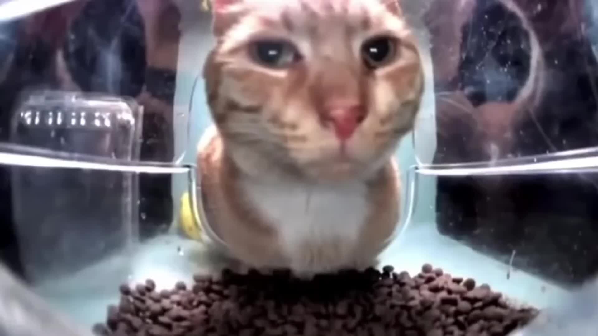 Подозрительный кот