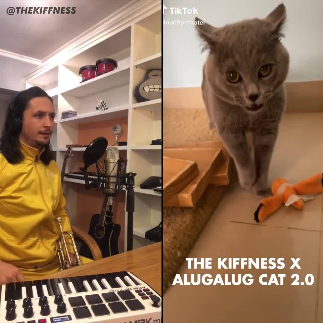 Коты парочка. Маленькие котики. Кошки. Кот 2 0. Две кошки.