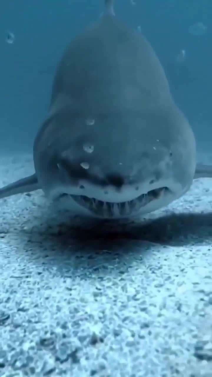 Не обманывайтесь их угрожающим видом. Возможно, они не выглядят ...