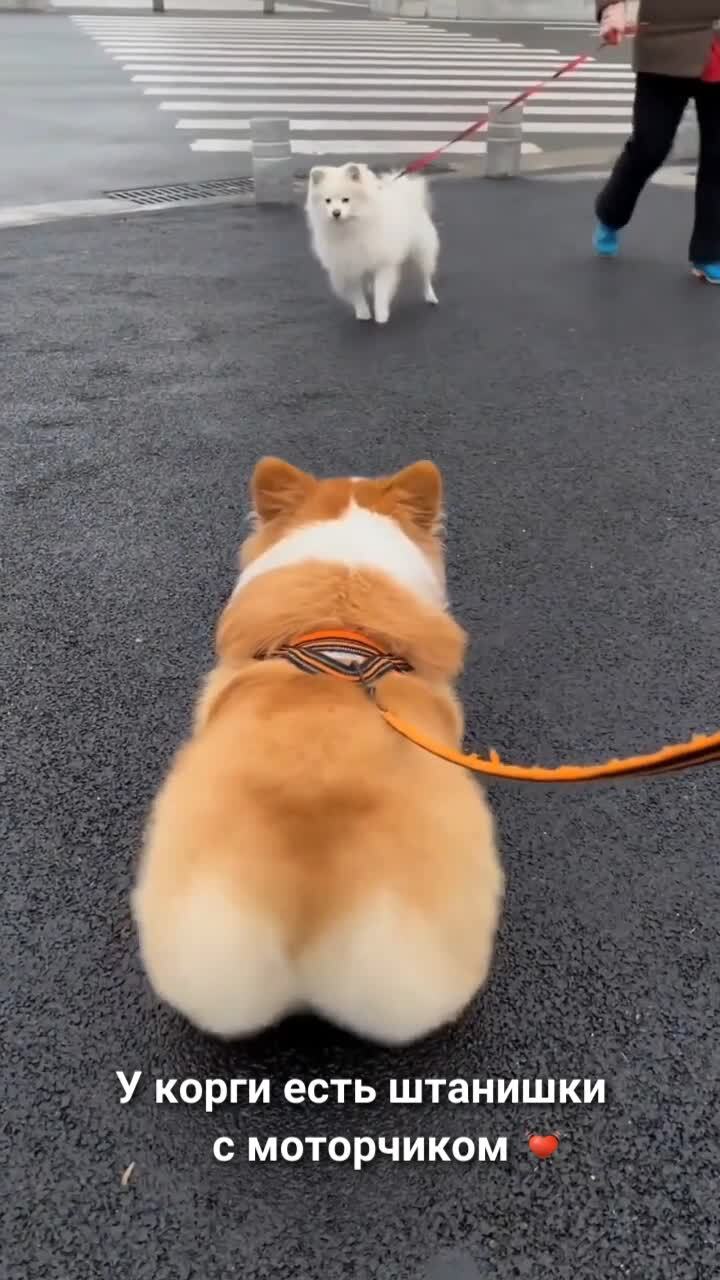 Какие всё-таки корги милашки!