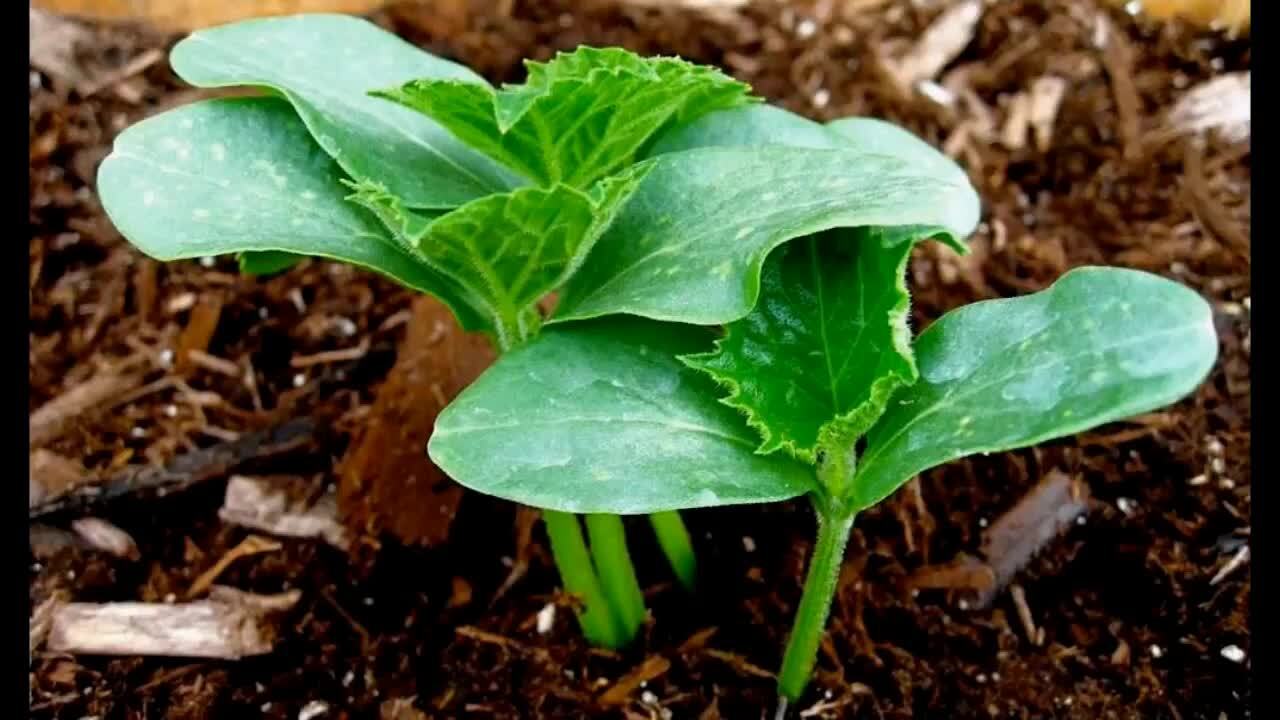 Огурцы рассада. Рассада огурца по дням. Как часто сажать огурцы в теплице. Огурцы подвязка. Огурцы в теплице.