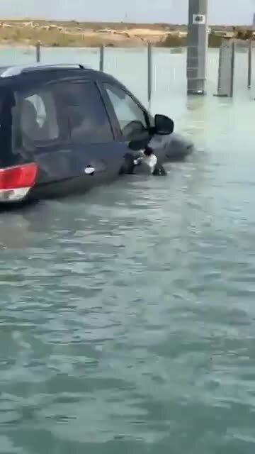 Смотрите момент спасения кошки, застрявшей посреди дождливой воды в ...