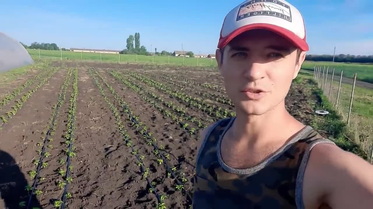 Как правильно высаживать перец в открытый грунт | Денис, 29 апреля 2024