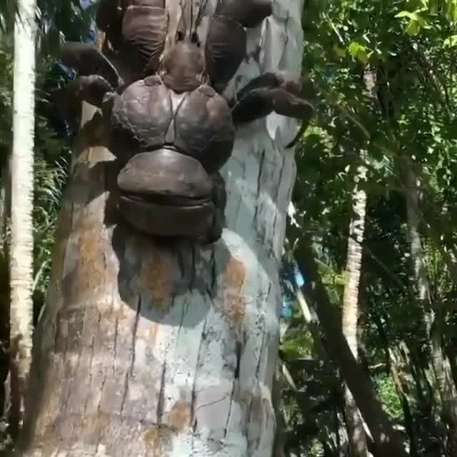 🌴Пальмовый вор — вид десятиногих раков 🦀 | Котаева Альвина Руслановна ...