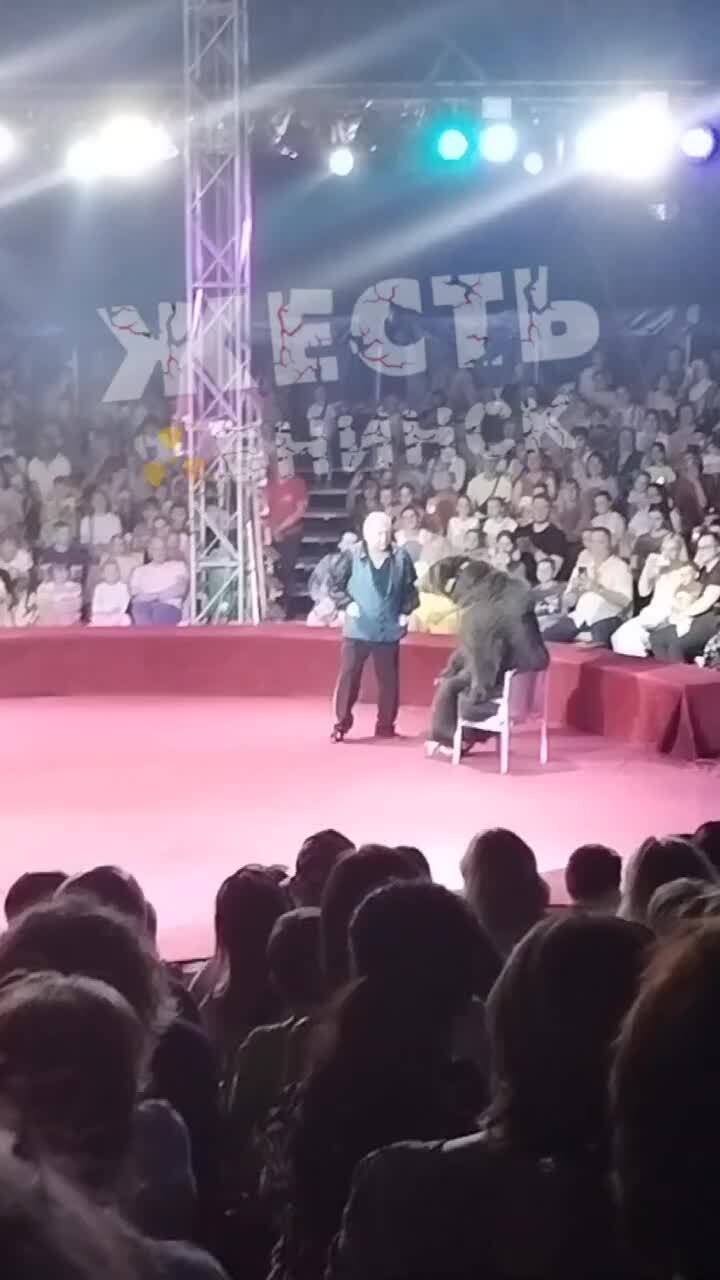Медведица напала на дрессировщика в цирке в калужском Обнинске ...