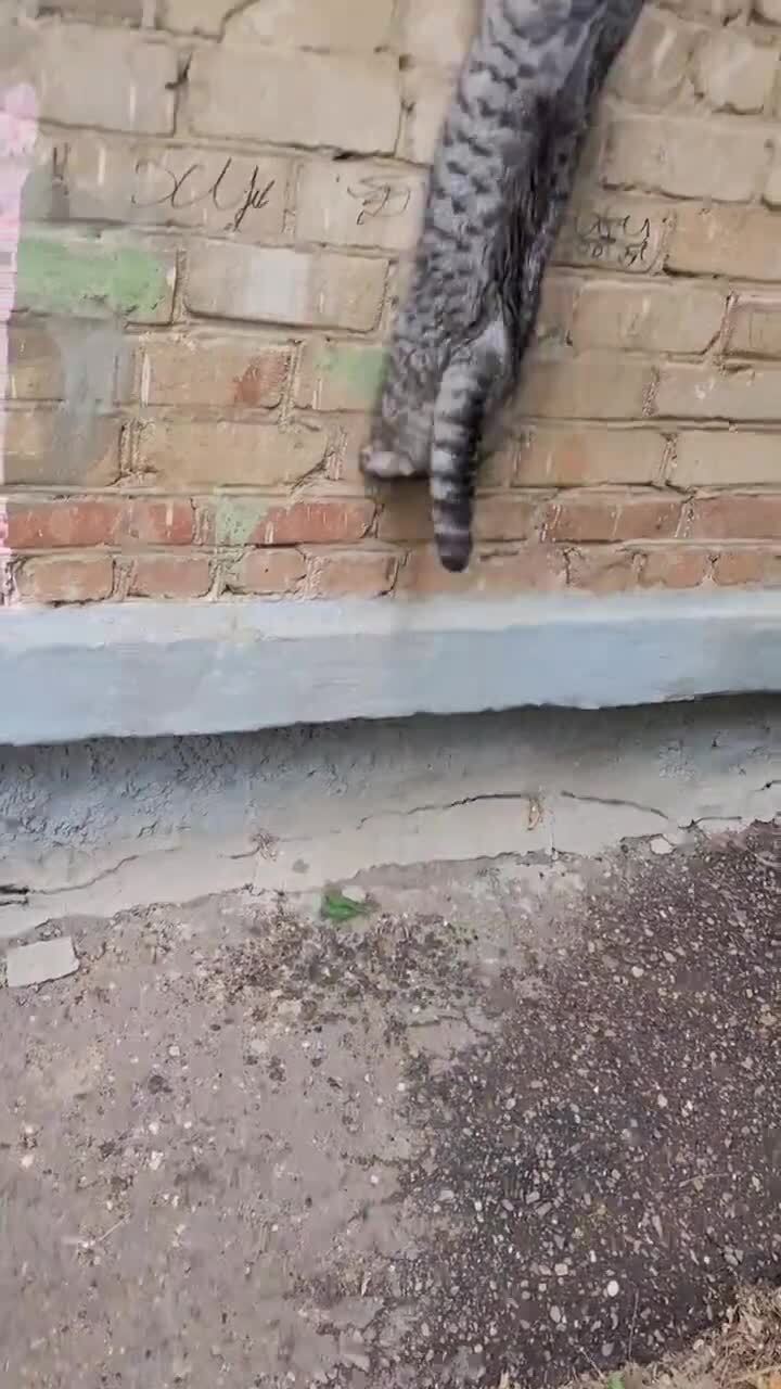 У кота двери — это окно...😄