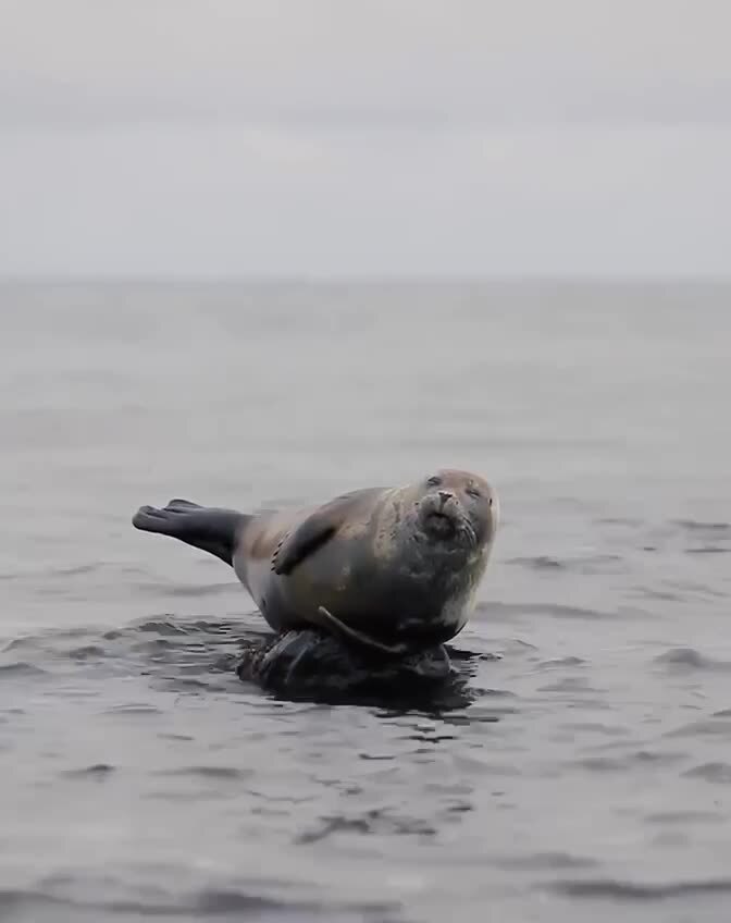 Беременность у морских котиков может длиться до одного года. На свет ...