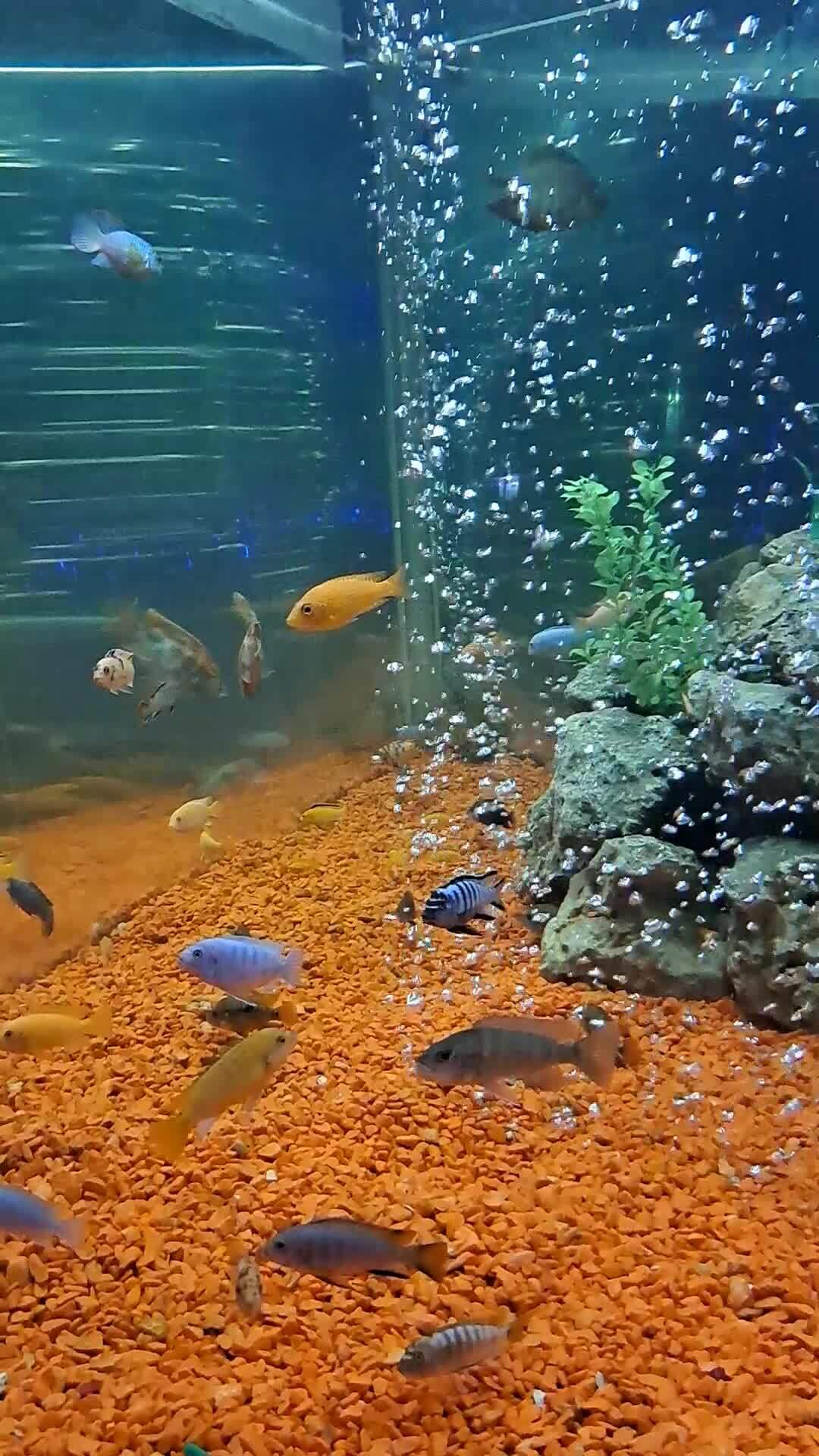 Очень красивые рыбки в Океан Парк