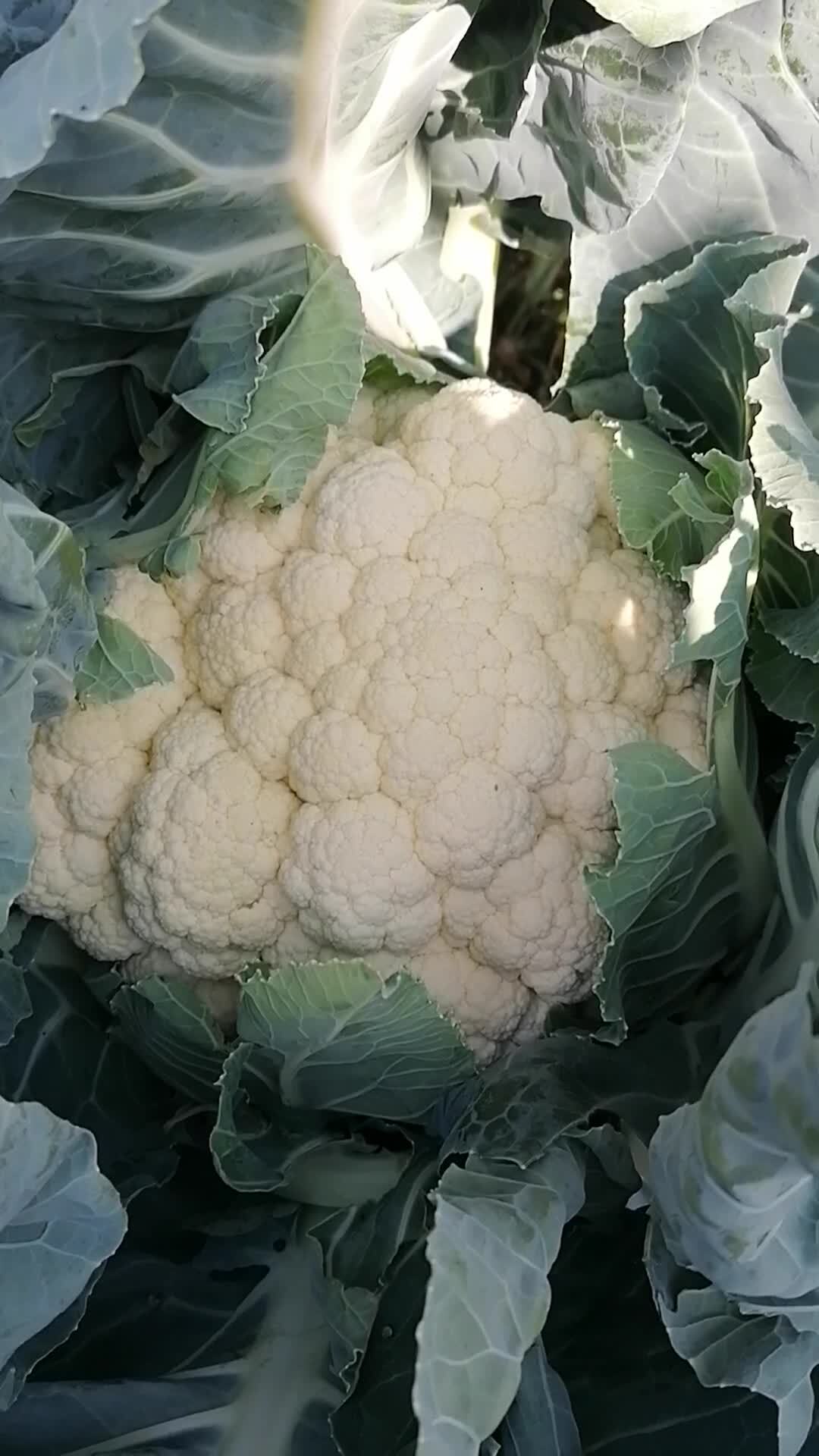 Разные сорта цветной капусты