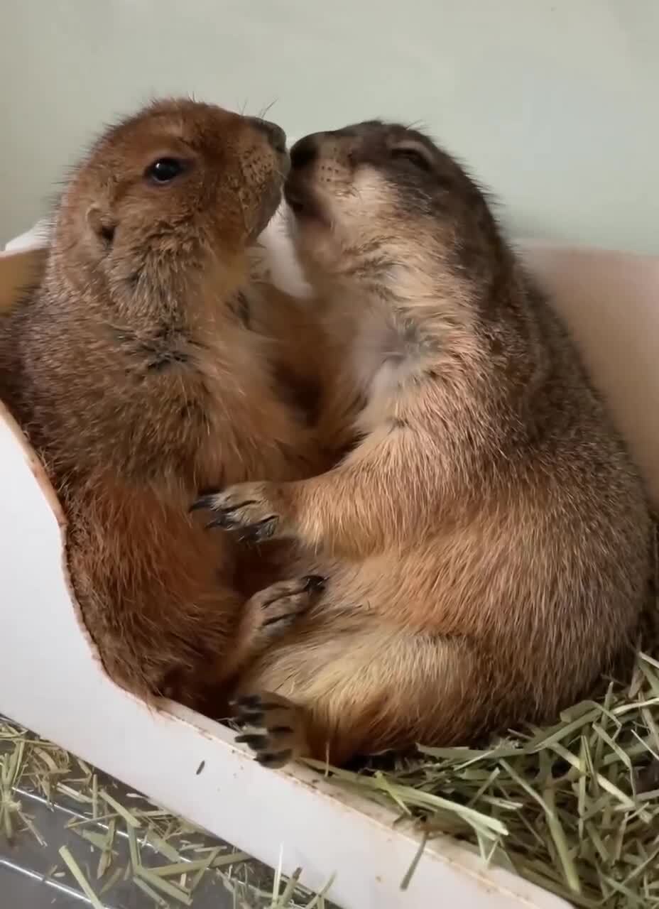 Луговая собачка